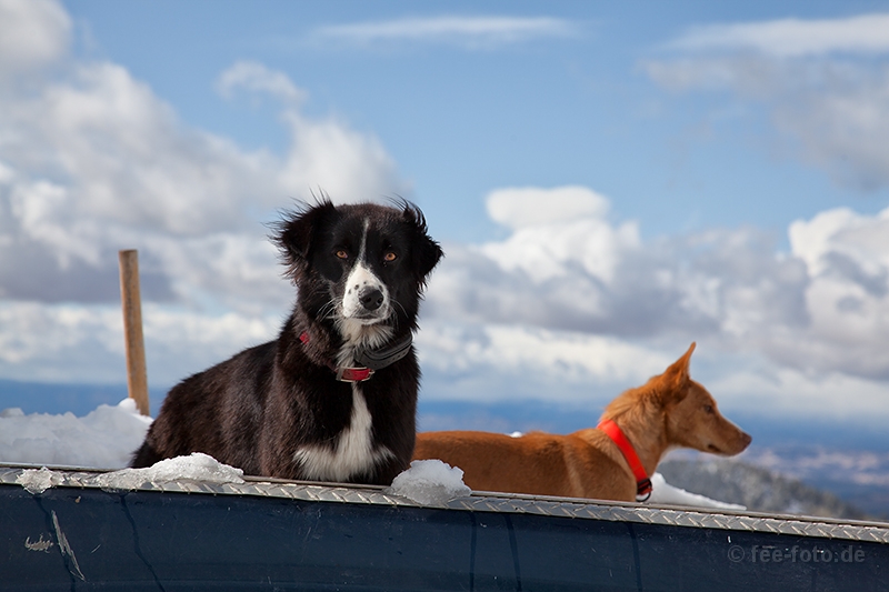 Sonnenbad auf der Pickup Ladefläche